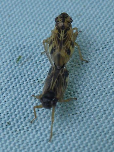 Evacanthus acuminatus